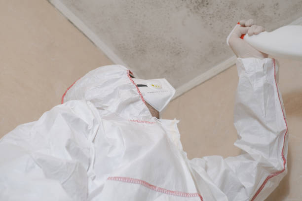 Best Mold Damage Repair  in Louisville, CO