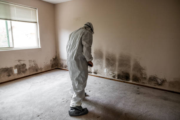 Louisville, CO Mold Removal Company